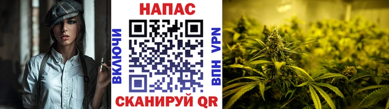 Каннабис индика  Отрадное 